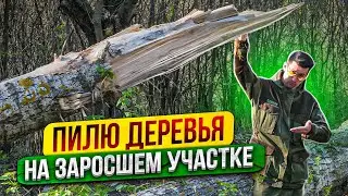 Как расчистить заросший участок от деревьев и кустов. Как спилить высокое дерево