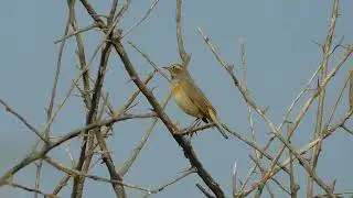 осенняя варакушка Luscinia svecica