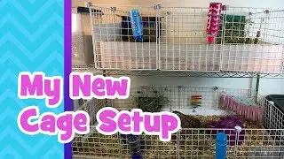 My New Cage Setup for Guinea Pigs
