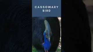 The Cassowary | Dinosaurs Bird  #birdwatching #short #amazingbirds