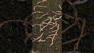 Червь Дендробена в Ящиках #дендробена #вермиферма #worms #рыбалка #червидлярыбалки #fishing