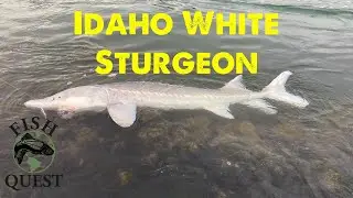 species 14: white sturgeon