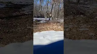 Big Fail - Dropping a Tree on My Phone!