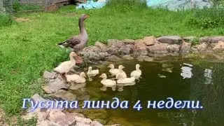 Гусята Линда 4 недели