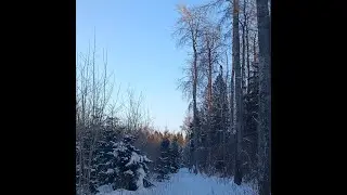 Как выжить зимой в лесу. Развенчиваю мифы видео - блогеров.