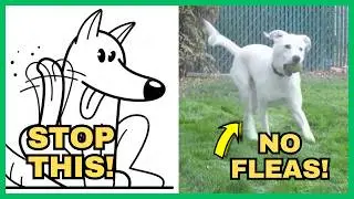 3 Steps To Get Rid of Fleas on Your Dog [Inexpensive and Effective]