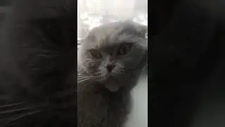 #вислоухий