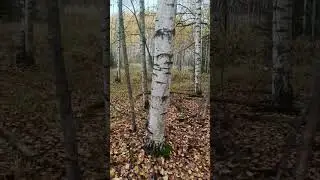 Охота.