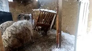 Как содержать овец зимой без сарая, ягнёнок начинает пробовать сено 
