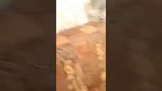 Как да как научить кошку русскому языку)