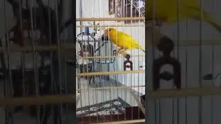 canário da terra mutação