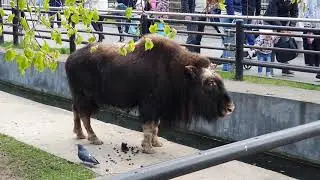 Зоопарк в мае 2021