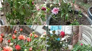 my garden tour vlog🥀🌹🌷💐🌼🌸🌻🌺