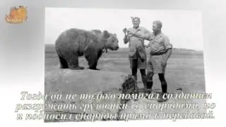 Необычный солдат Второй мировой войны ВОЙТЕК. The bear that went to war