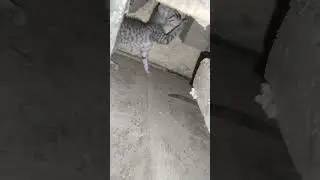 cute small kitten #shorts