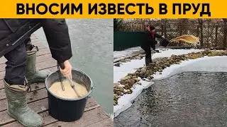 КАК ОЧИСТИТЬ ПРУД? | Известкование пруда с рыбой