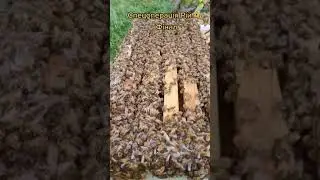 🐝🍯