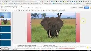 Animal Research for Third Grade
