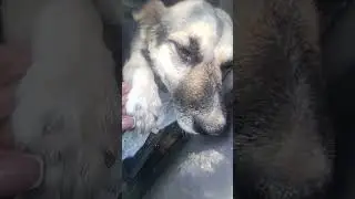 Собачуля с карьер поехала к ветеринару