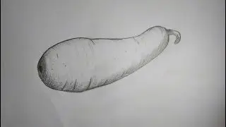 How to Draw a bottle gourd  with pencil step by step