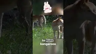 When the old dog cant bark, they howl! The unique quirk of Dingo 🐕 