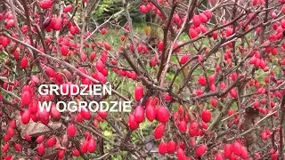 GRUDNIOWE PRACE OGRODNICZE - 5 prac które warto wykonać przed zimą