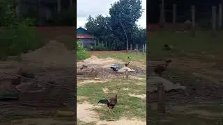 សូរិយាល្ងាចថ្ងៃ