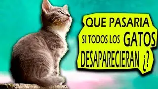 QUE PASARÍA si los GATOS desaparecieran - TIEMPO EXPRESS