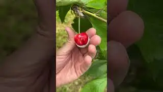 Черешня Рита на 25 мая КБР Баксанёнок