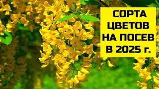 СОРТА ЦВЕТОВ НА ПОСЕВ В 2025 г