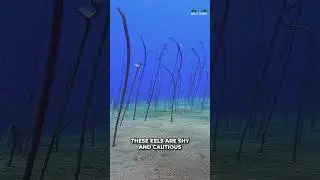 Garden Eel | Underwater Grass?