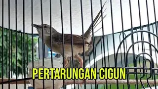 Bawa Main Cigun Untuk Tes Mental
