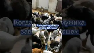 40 кошек вместо мужика 