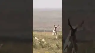 Heart shot! (Animal hunting #95)