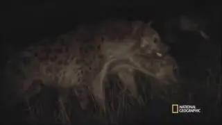 Hyenas attack Pride Male Lion.