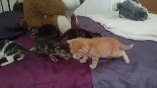 Invasión gatuna