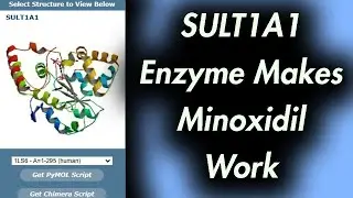 This Enzyme Makes Minoxidil Work: SULT1A1
