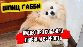 Вот так шпиц Габби 🐾 реагирует когда кто то уходит из дома