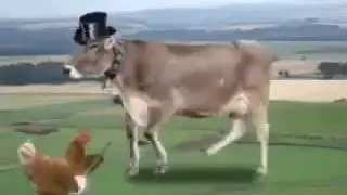 Video un poco loco