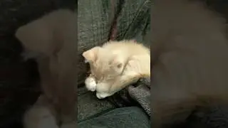 Cat is super thrilled about the new kitten