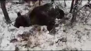 На днях недалеко от Якутска был застрелен медведь-шатун