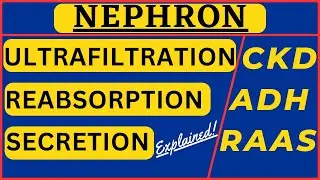 Nephron Structure Physiology Counter Current Mechanism | Chronic Kidney Disease CKD Urine Formation