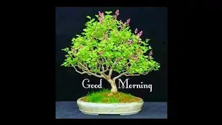 New Good Morning Video for WhatsApp