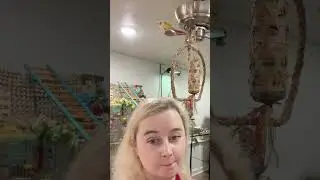 Реакция моих попугаев на новую камеру DJI Osmo Pocket 3 #попугай #попугаи #реакция