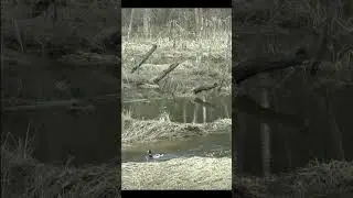 Охота на селезня весной
