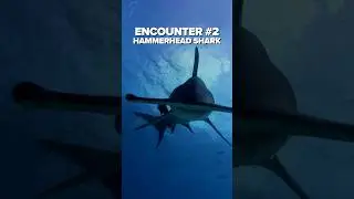 Top 3 Shark Encounters!