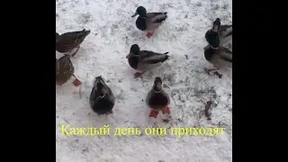 Утки нападают..   https://t.me/zaretskiyadvokat