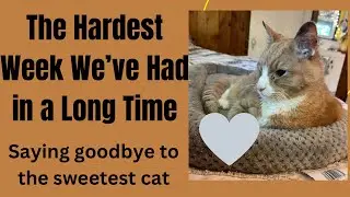 One of the Hardest Weeks Ever | Saying Goodbye to Our Sweet Kitty and Hurricane Worries | Vlog