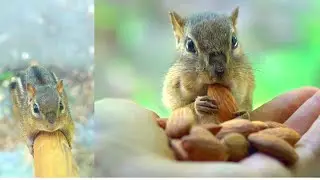 When a Chipmunk Trusts You