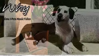 Why Sims 3 pets Music Video